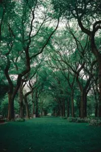 Potatura alberi ad alto fusto Roma