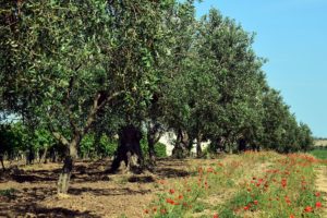 Potatura olivi Roma