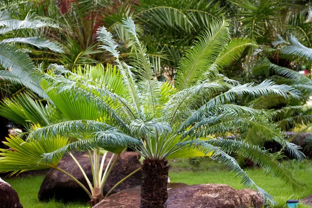 potatura palme