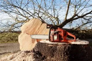 abbattimento alberi roma