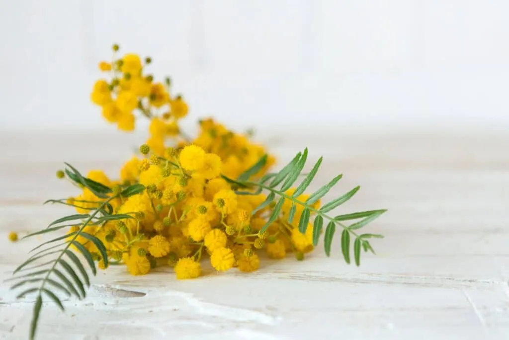 Ramo di mimosa con fiori gialli su un piano chiaro