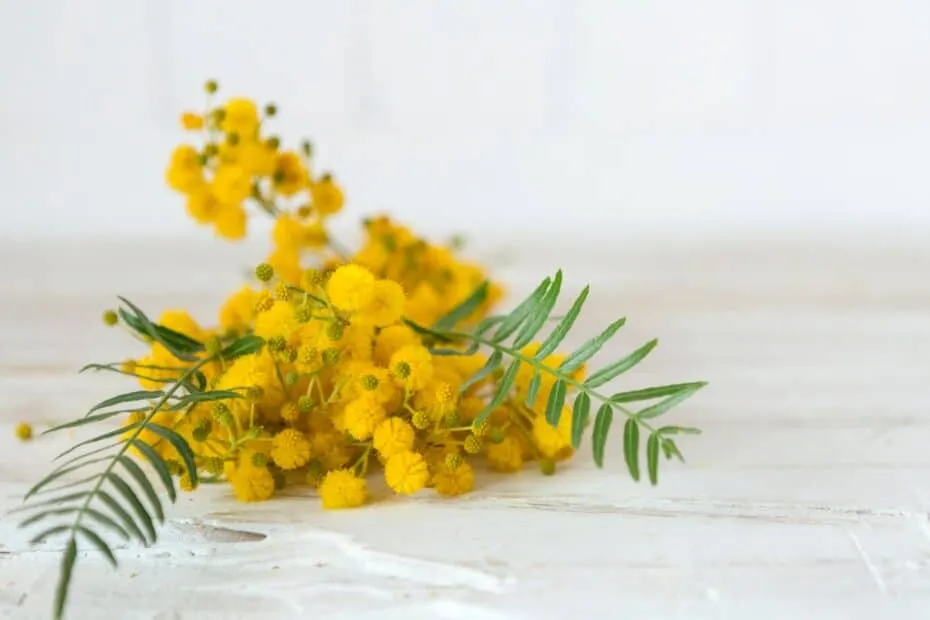 Ramo di mimosa con fiori gialli su un piano chiaro