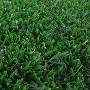 erba festuca