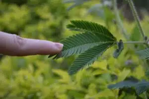 Come prendersi cura della mimosa dopo la potatura