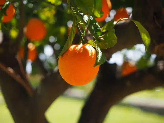 Potatura Arancio Roma