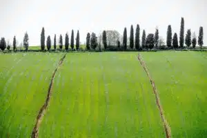 potatura cipressi toscani