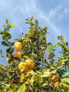 potatura limone roma