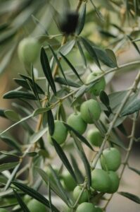 potatura olivo quando e come effettuarla
