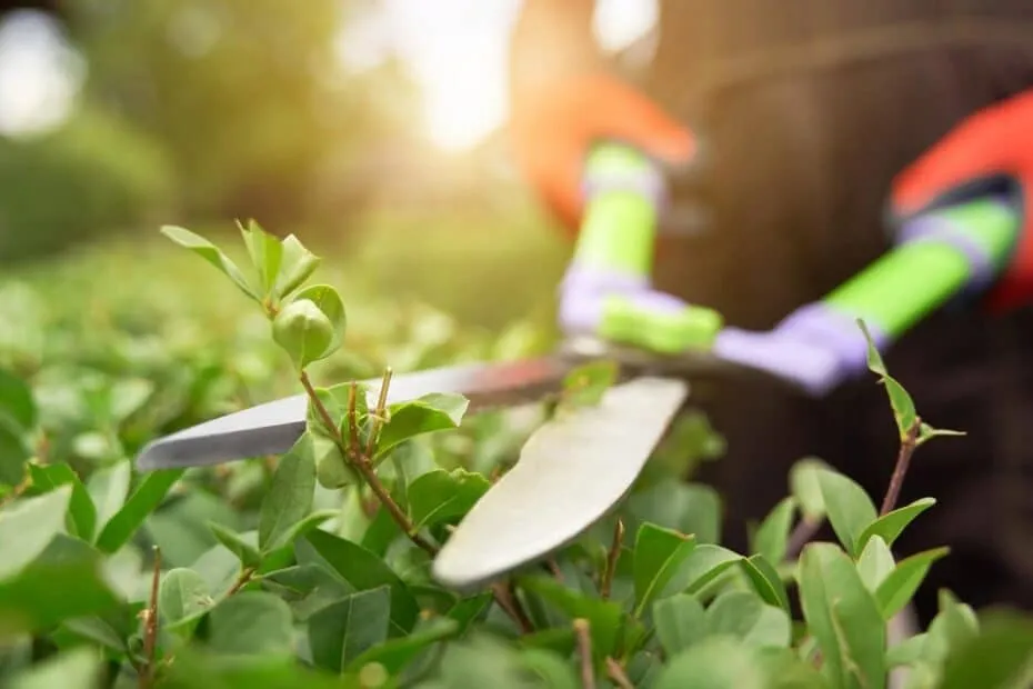 tecniche di potatura di alberi e piante